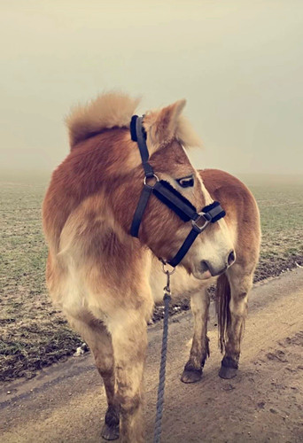 Reitbeteildigung gesucht - , in
